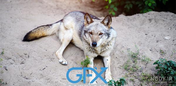 عکس گرگ سیاه واقعی