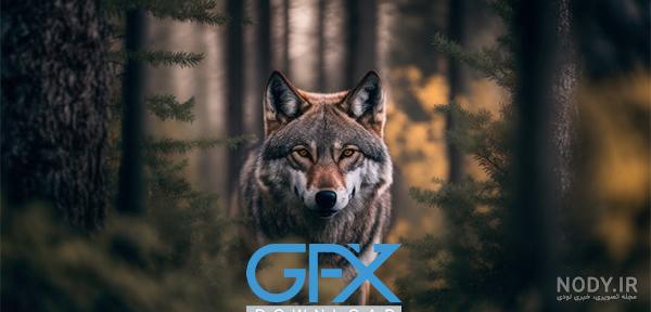 عکس خفن عکس گرگ واقعی در ایران