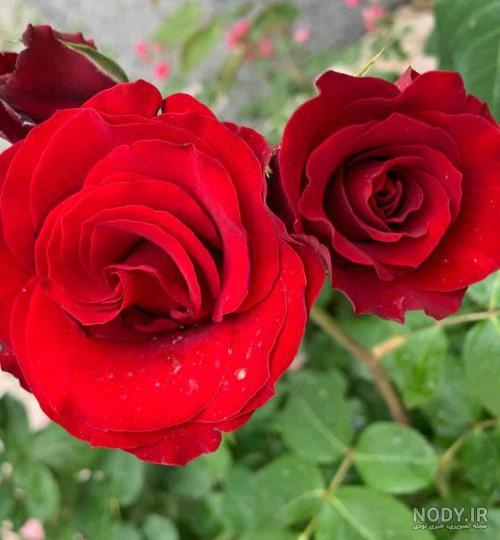 عکس خفن عکس گل و منظره زیبا برای پروفایل