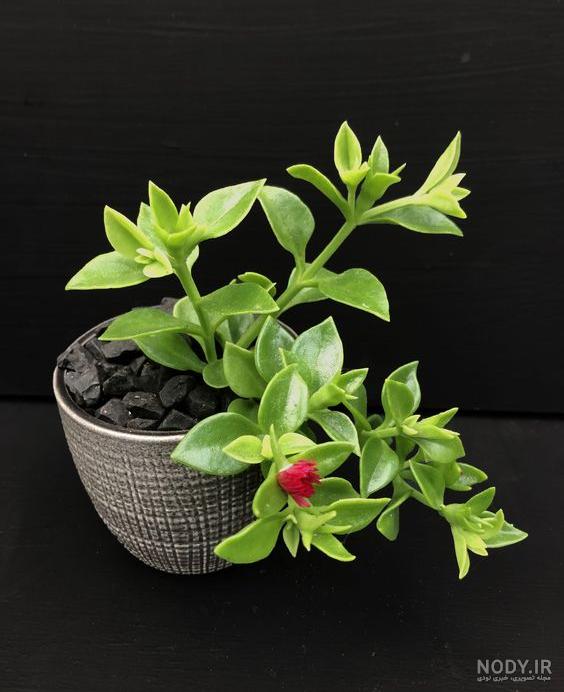 راهنمای قلمه زنی و تکثیر گل ناز و پرورش آن راهنمای قلمه زنی و تکثیر گل ناز و پرورش آن