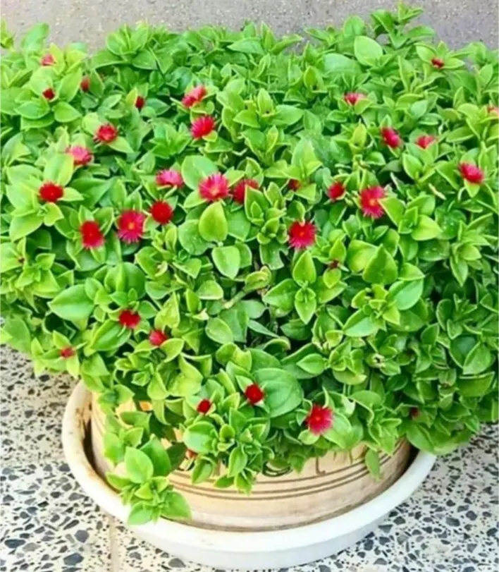 شرایط نگهداری گل ناز یخی+ نگهداری و تکثیر و قلمه زدن گیاه ناز یخی - ژولی پولی شرایط نگهداری گل ناز یخی+ نگهداری و تکثیر و قلمه زدن گیاه ناز یخی - ژولی پولی