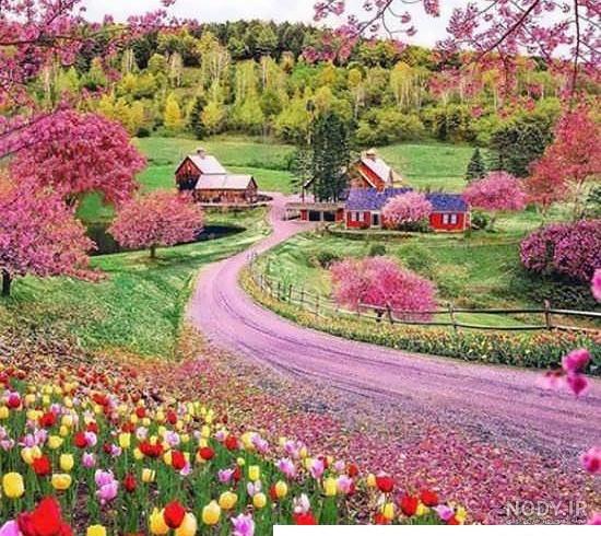 عکس طبیعت و گل های رنگارنگ و دیدنی عکس طبیعت و گل های رنگارنگ و دیدنی