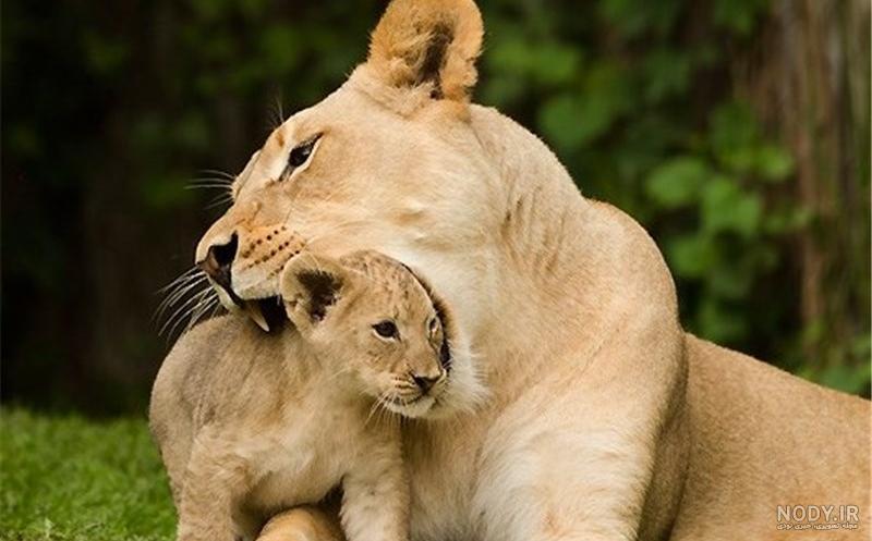عکس و فیلم حیوانات عکس و فیلم حیوانات