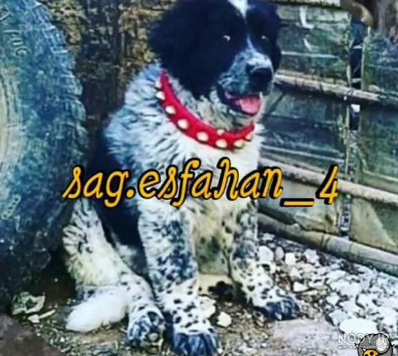 فیلم سگ ها _ فیلم سگ های ناز