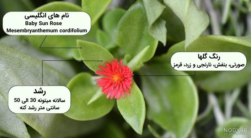 معرفی گل ناز + شرایط نگهداری و نحوه هرس و تکثیر آن در منزل معرفی گل ناز + شرایط نگهداری و نحوه هرس و تکثیر آن در منزل