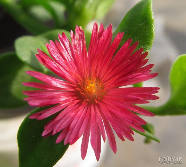 نکات نگهداری گل ناز یخی، رشد عالی و گلدهی اون در خانه (Baby Sun Rose) | گل من و تو نکات نگهداری گل ناز یخی، رشد عالی و گلدهی اون در خانه (Baby Sun Rose) | گل من و تو