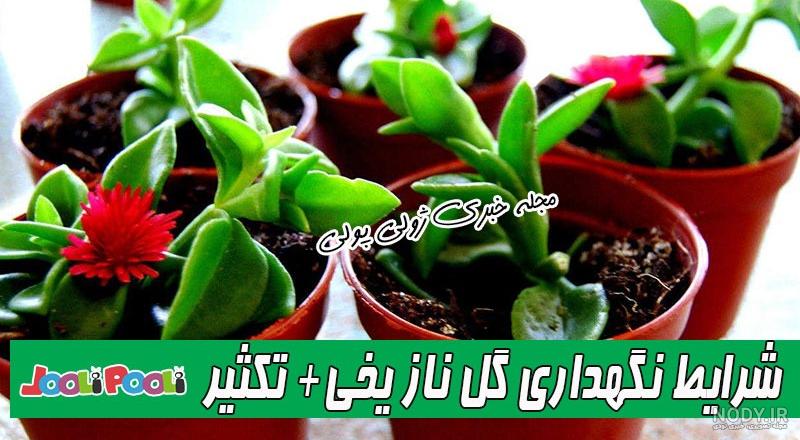 هرآنچه باید درمورد گل ناز بدانیم هرآنچه باید درمورد گل ناز بدانیم