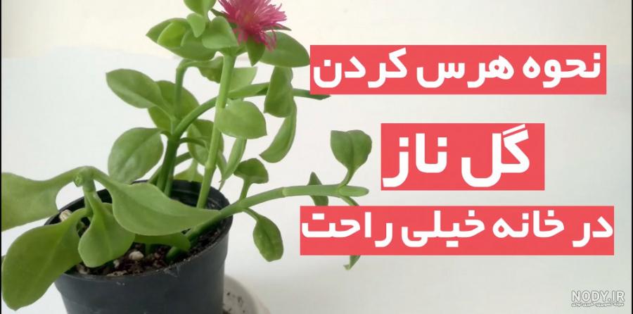 گل ناز یخی | معرفی + نکات مهم نگهداری + تکثیر و قلمه زدن گل ناز یخی | گلفروشی رضوان گل ناز یخی | معرفی + نکات مهم نگهداری + تکثیر و قلمه زدن گل ناز یخی | گلفروشی رضوان