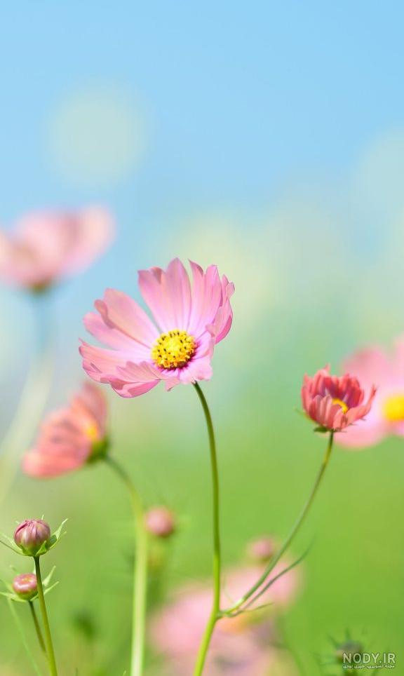  عکس تابستانی فانتزی