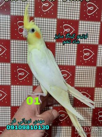45 اصطلاح تخصصی پرنده فروشان برای پرندگان زینتی 45 اصطلاح تخصصی پرنده فروشان برای پرندگان زینتی