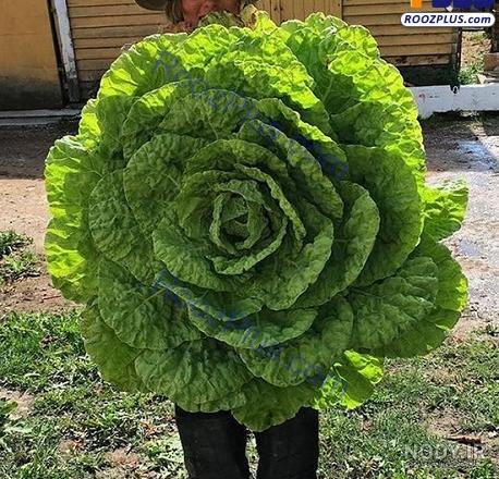20 حیوان غول پیکر باورنکردنی +عکس 20 حیوان غول پیکر باورنکردنی +عکس