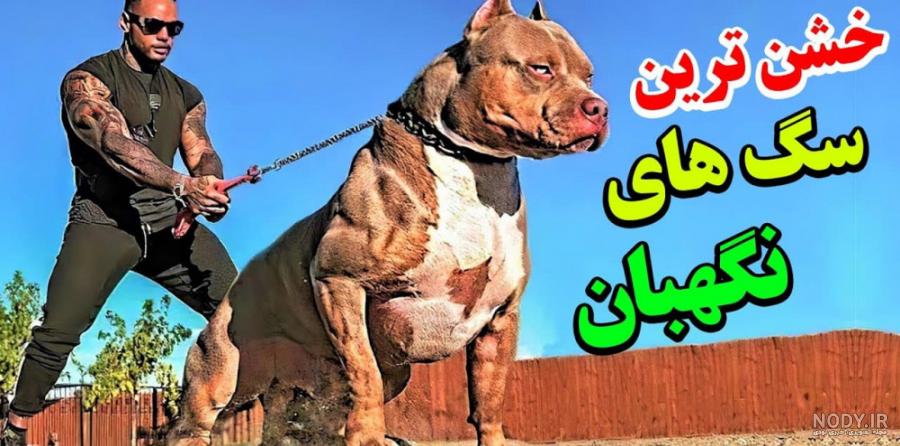 10 مورد از قوی ترین نژادهای سگ جنگی در جهان - Happypet 10 مورد از قوی ترین نژادهای سگ جنگی در جهان - Happypet