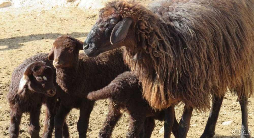 afshar_booroola - چالش قوچ برتر ارسالي از حاجيوند هرقوچي... | Facebook afshar_booroola - چالش قوچ برتر ارسالي از حاجيوند هرقوچي... | Facebook