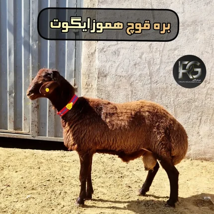 آشنایی با انواع نژاد گوسفندان