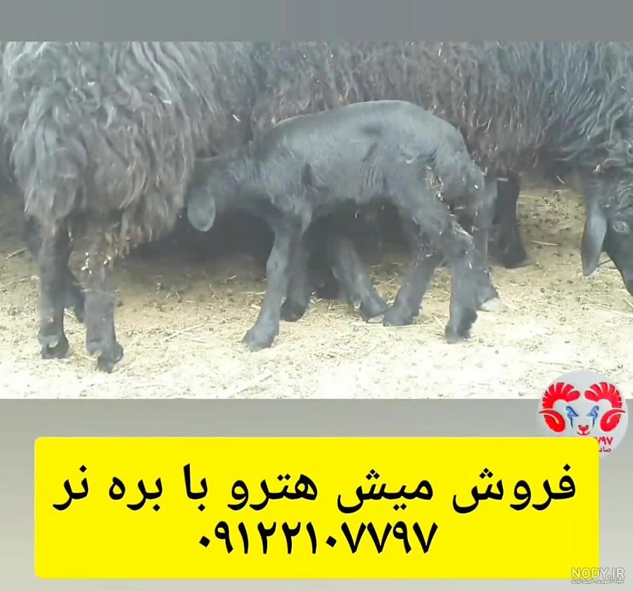 آشنایی با نژاد گوسفندان سنجابی و خصوصیات ظاهری فیزیکی آنها آشنایی با نژاد گوسفندان سنجابی و خصوصیات ظاهری فیزیکی آنها