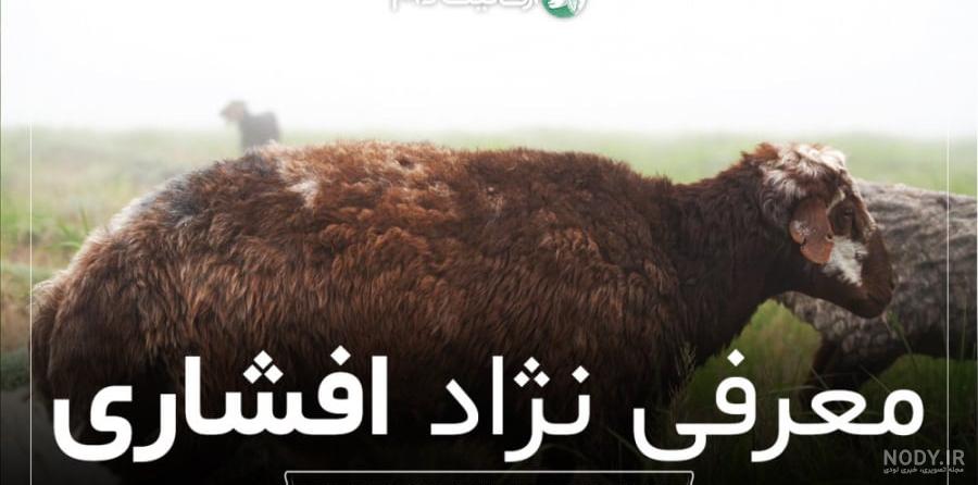 آگهی بروجرد | قوچ افشاری جنس درجه یک | دامداری آگهی بروجرد | قوچ افشاری جنس درجه یک | دامداری