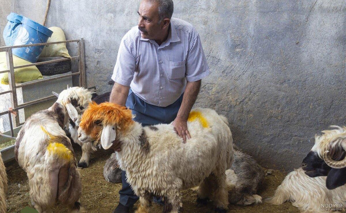 آگهی قوچ بختیاری | دامداری