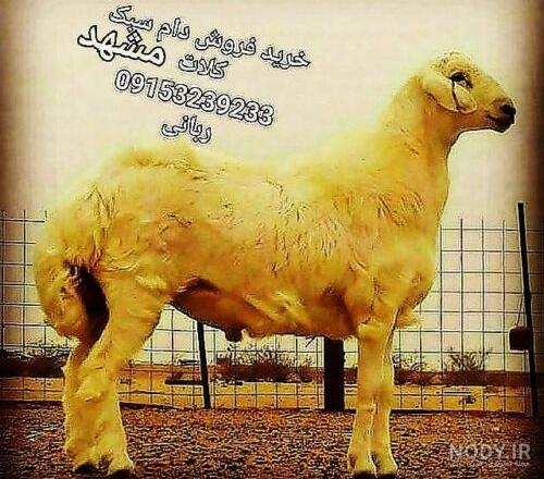 آگهی قوچ همو | دامداری