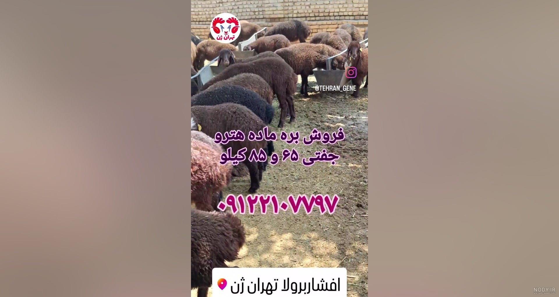 ارسال دو راس قوچ هترو به استان گلستان مراوه تپه - افشارژن ارسال دو راس قوچ هترو به استان گلستان مراوه تپه - افشارژن