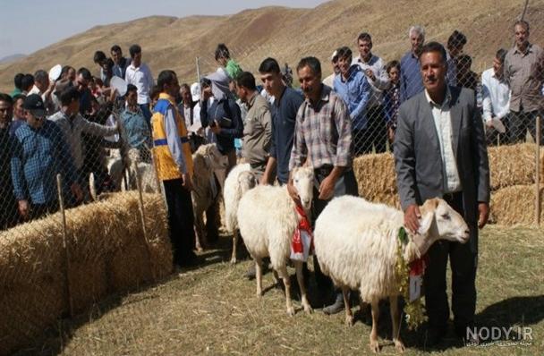 از گوسفند افشار، نژاد خالص گوسفند ایرانی بیشتر بدانیم - دستچین | پایگاه اطلاع رسانی صنعت دام و طیور و آبزیان از گوسفند افشار، نژاد خالص گوسفند ایرانی بیشتر بدانیم - دستچین | پایگاه اطلاع رسانی صنعت دام و طیور و آبزیان