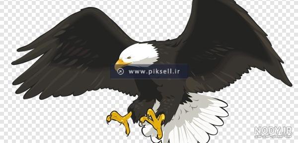 انتظار دو عقاب سرسفید در لانه برفی برای تولد جوجه‌ها (فیلم)