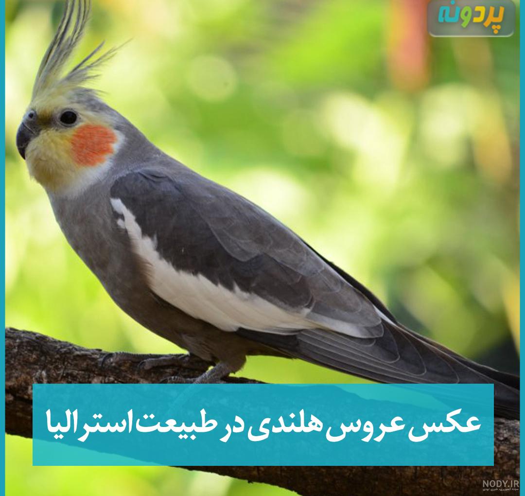 اولین پرریزی جوجه عروس هلندی- مجموعه پرورش حیوانات خانگی آمازون زوو - فروش تجهیزات اولین پرریزی جوجه عروس هلندی- مجموعه پرورش حیوانات خانگی آمازون زوو - فروش تجهیزات