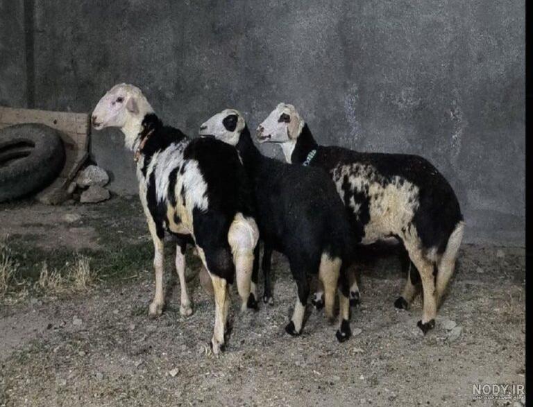 با نژاد گوسفند افشاری آشنا شوید با نژاد گوسفند افشاری آشنا شوید