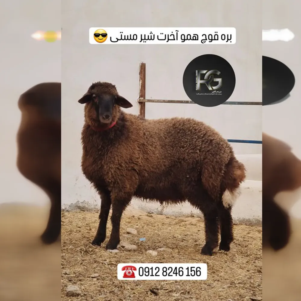 بره قوچ های همو چند قلوزا در تهران