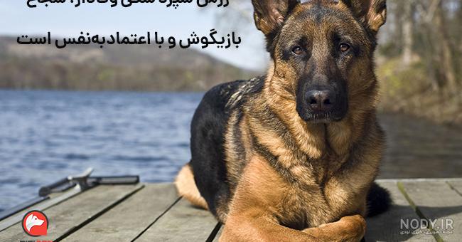 بزرگ ترین نژاد های سگ در جهان بزرگ ترین نژاد های سگ در جهان