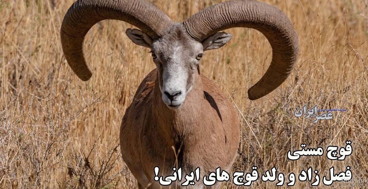 بهترین کله پاچه های تهران قسطی