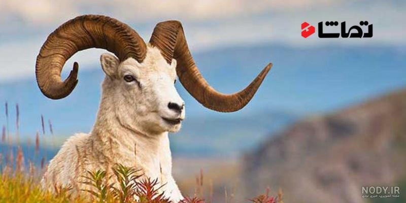تجارتِ سیاه گوشتِ شکار / نرخ شکار گونه‌های حیات‌وحش در ایران؛ از ٧۰ تا ۳۶۰  میلیون تومان | سایت انتخاب
