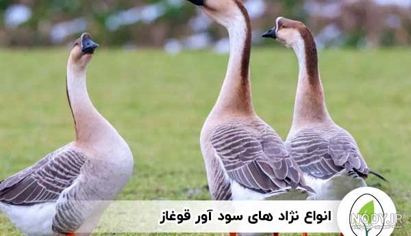 تخم نطفه دار غاز لیندا - آخرین بروزرسانی قیمت تخم نطفه دار غاز لیندا 1 روز  پیش