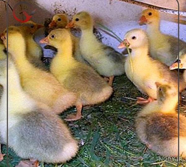 تخم نطفه دار قوغاز لیندا - طیور