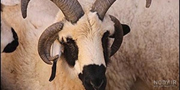 تصاویر) گوسفند لری بختیاری؛ یک نژاد مهم ایرانی که جثه بزرگی دارد