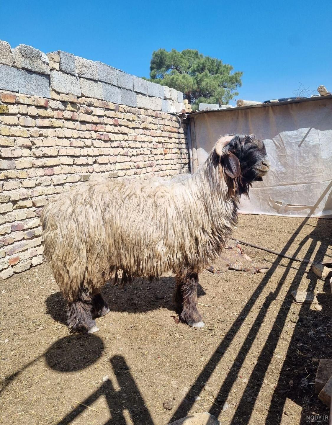 تعداد گونه قوچ و میش در قزوین 26 درصد رشد یافت