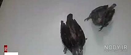 جوجه شاه تخم طوطی عروس هلندی از نژاد لوتینو‌ خالص 😍🐣