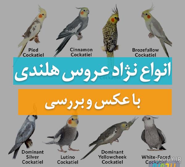 جوجه عروس هلندی چندروزه از تخم بیرون میاد؟ - تهران طوطی جوجه عروس هلندی چندروزه از تخم بیرون میاد؟ - تهران طوطی