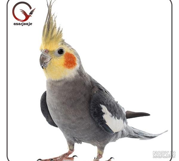 خرید و فروش تخم نطفه دار طوطی عروس هلندی - آذر جوجه خرید و فروش تخم نطفه دار طوطی عروس هلندی - آذر جوجه