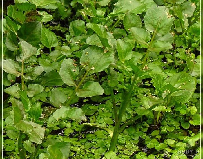 خرید و قیمت زرین گیاه(قوچ اوتی) | ترب