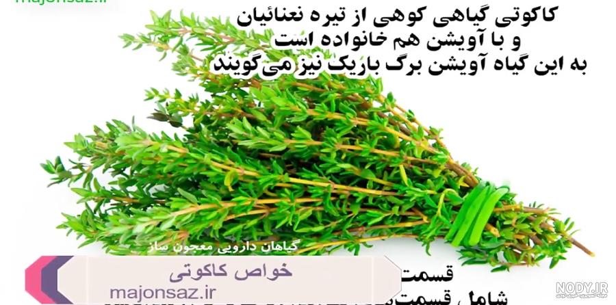 خواص گیاه رزماری | خبرگزاری صدا و سیما