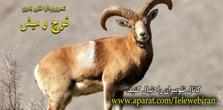 دانلود با کیفیت 720 دانلود با کیفیت 720