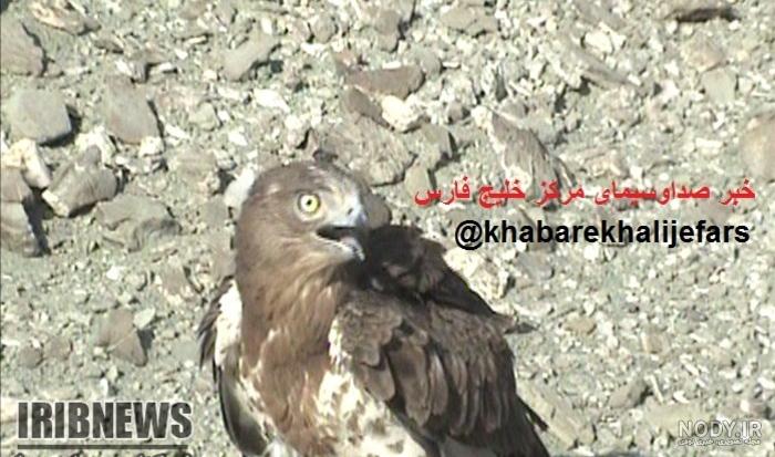 دانلود برنامه Eagle Wallpaper HD اندروید | بازار