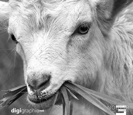 دانلود عکس زیبای بز کوهی قوچ کوهی پرتره کوه | اوپیک دانلود عکس زیبای بز کوهی قوچ کوهی پرتره کوه | اوپیک