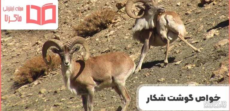 دستگیری شکارچی قوچ وحشی در ازنا لرستان دستگیری شکارچی قوچ وحشی در ازنا لرستان