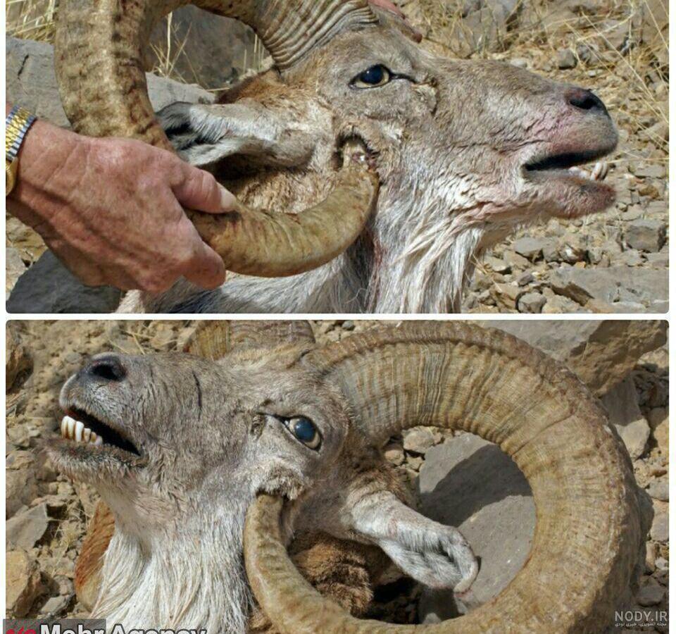 دستگیری متخلفان شکار قوچ وبره کوهی در کرمان | خبرگزاری صدا و سیما دستگیری متخلفان شکار قوچ وبره کوهی در کرمان | خبرگزاری صدا و سیما
