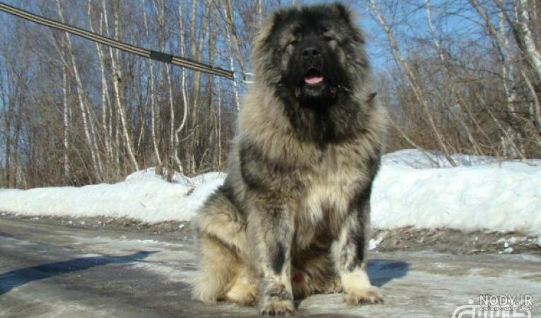 زارعی/مظفری/kangal/سراب تبریز/توله سگ/کانگال/سگ وارداتی/سرابی‎  (@iran_kangal) · Instagram photos and Reels