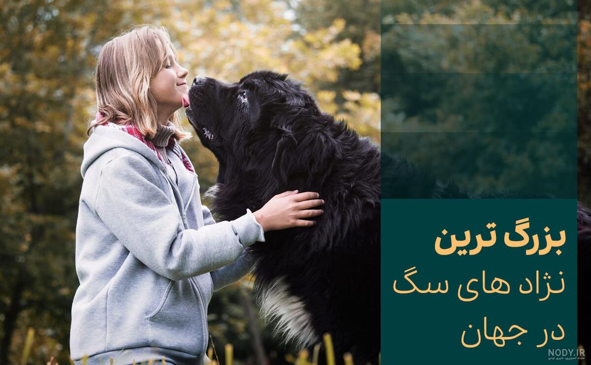 سگ تبتی؛ قوی‌ترین و بزرگترین سگ جهان که ۱۰۰ میلیارد تومان قیمت دارد!
