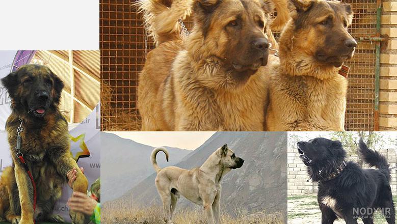 سگ سرابی پادشاه ایرانی/ قوی ترین نژادهای سگ + فیلم سگ سرابی پادشاه ایرانی/ قوی ترین نژادهای سگ + فیلم