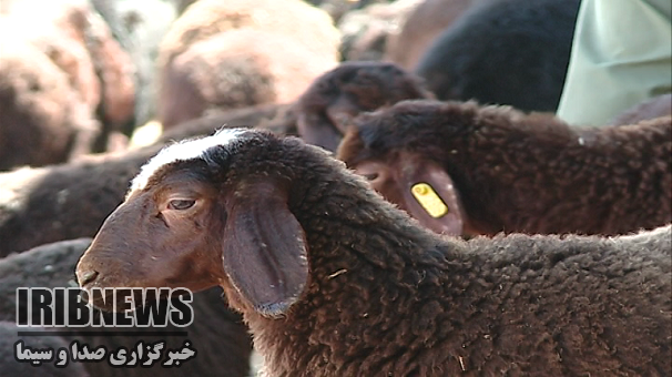 شناخت نژاد گوسفند افشاری و تمام مشخصات ( خرید با قیمت روز ) - افشار دام