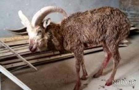 شکار 2 قوچ در خراسانی جنوبی با 6 تیر اتباع آمریکایی - تسنیم شکار 2 قوچ در خراسانی جنوبی با 6 تیر اتباع آمریکایی - تسنیم